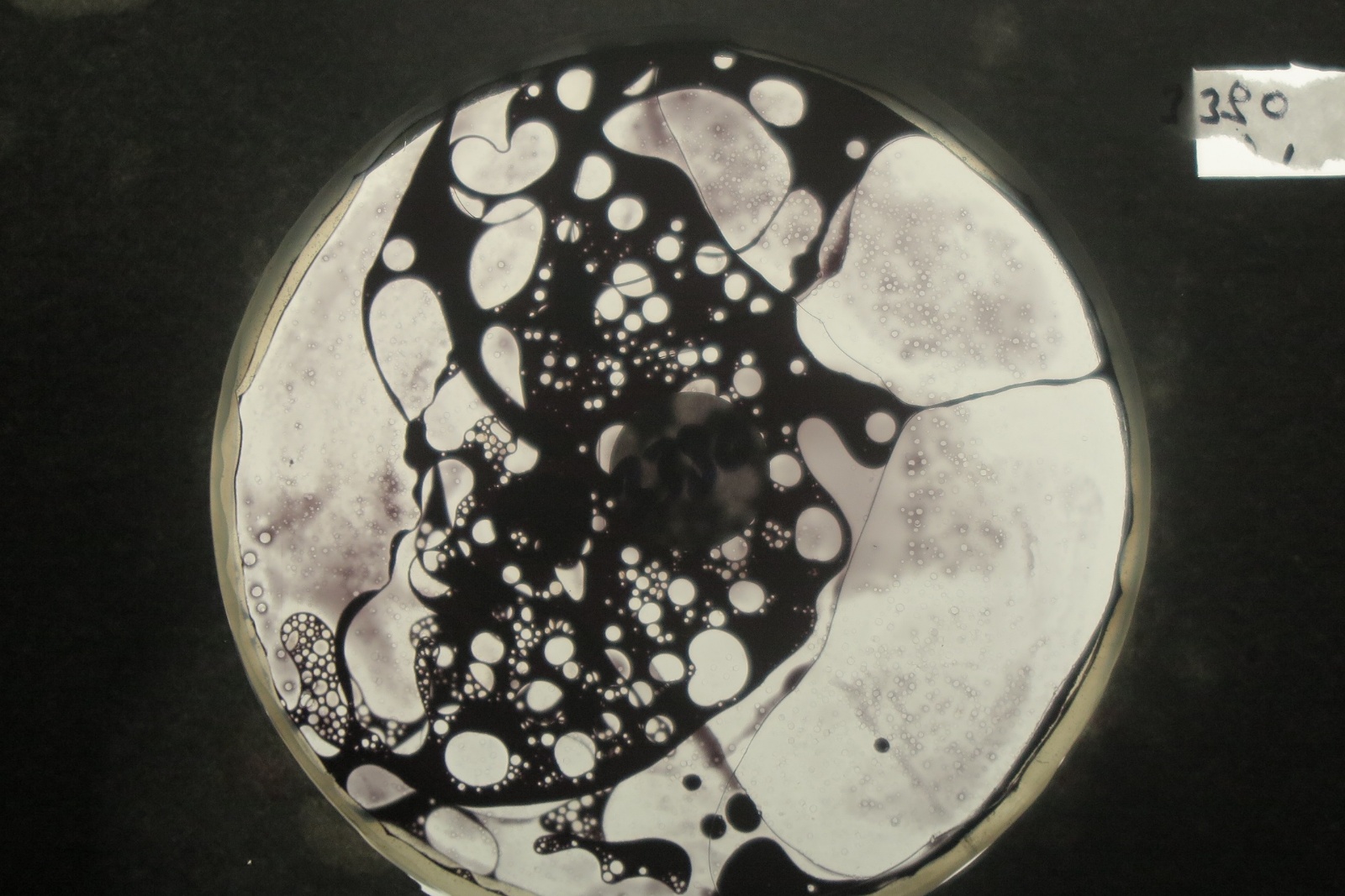 BV3380 bubble vision oil wheel